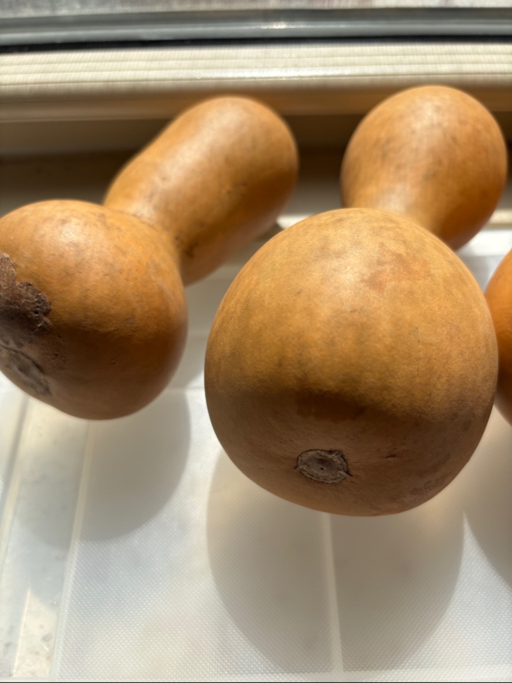 🟡6 Small To Medium Dried Gourds In Natural Brown - Picture 5 of 8
